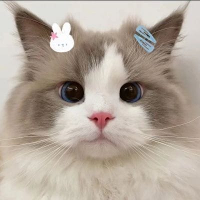 فاطمہ بانو avatar