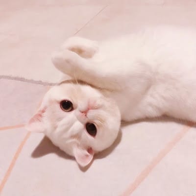 سارہ نذر avatar