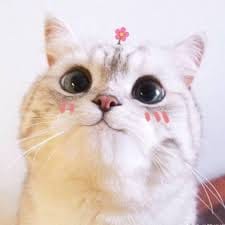 عائشہ نور avatar